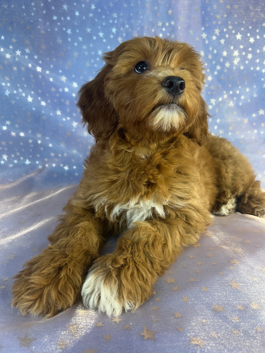 Female Miniature Goldendoodle Pup for Sale DOB 7-20-2026 $1200